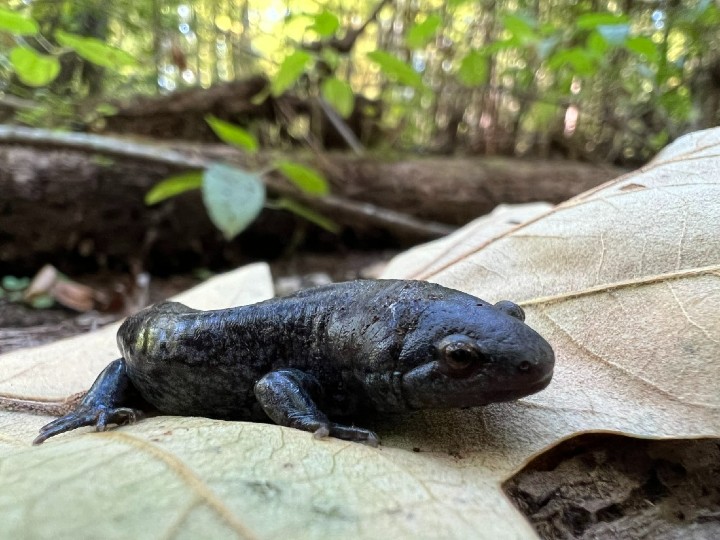 Mole Salamander